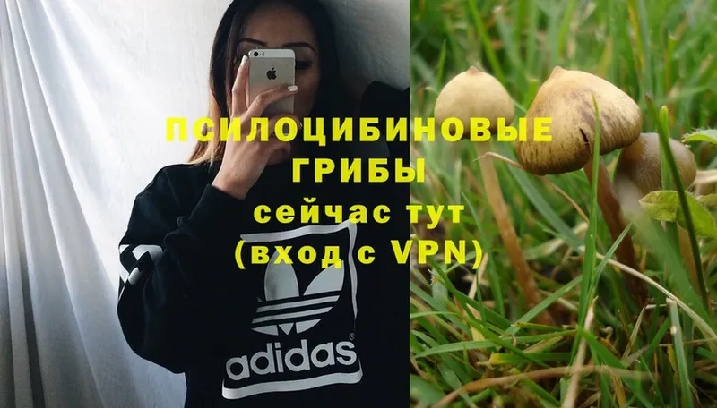 omg ссылка  купить наркотики сайты  Валдай  Галлюциногенные грибы MAGIC MUSHROOMS 